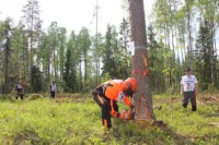 В День Республики Карелии состоялся конкурс Лесоруб  2014